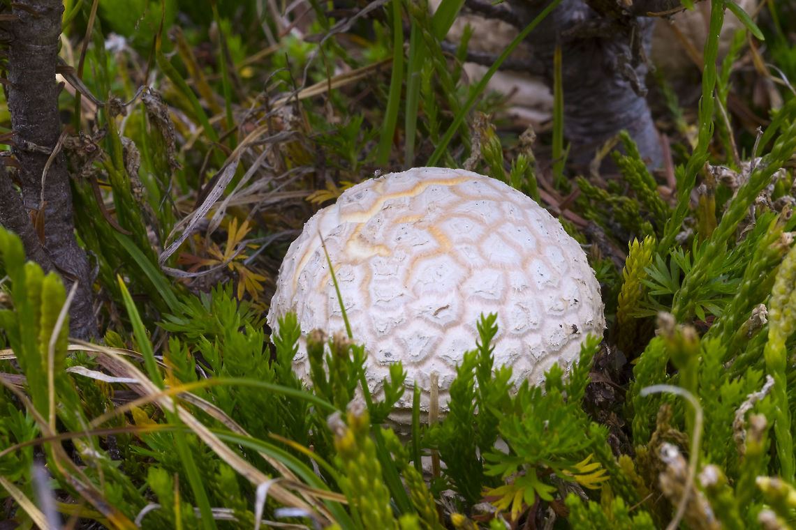 Amanita maybe alpina  Fall,Geotagged,United States