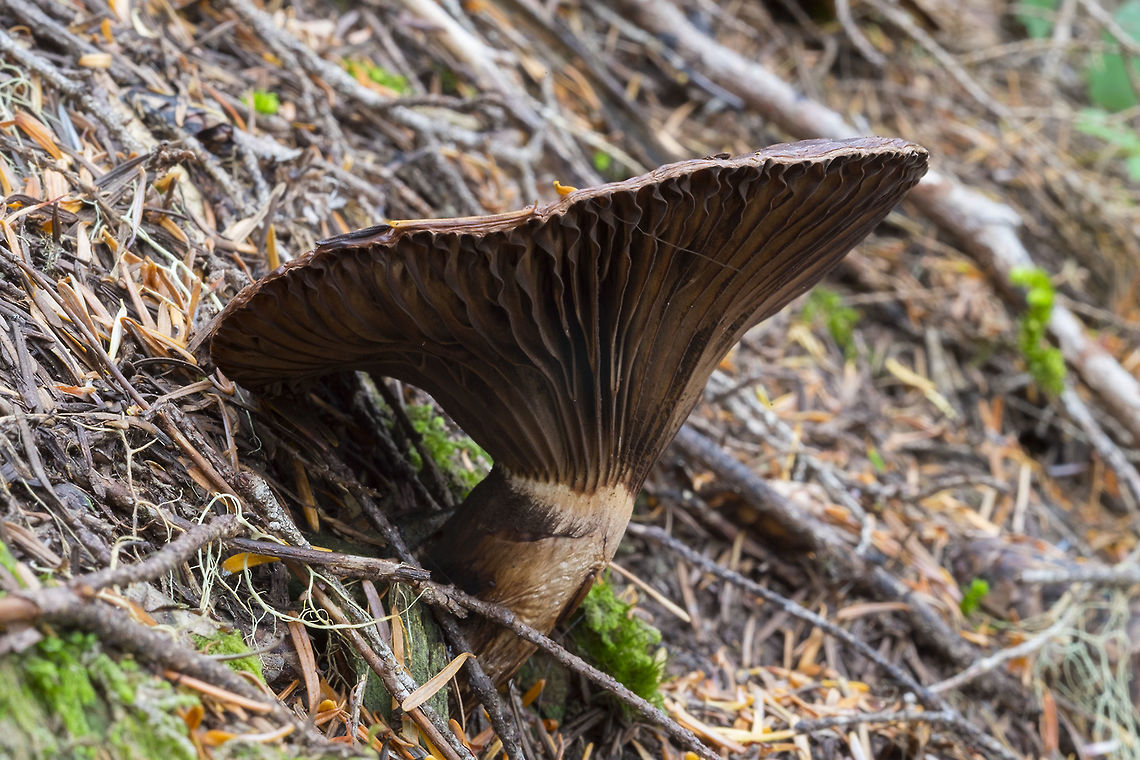 Chroogomphus ochraceus  Chroogomphus ochraceus,Fall,Geotagged,United States