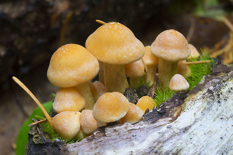 Small yellow wood dwelling mushrooms ☠ I've ID'd these kind before... going to have to search my old posts. If I'm recalling right, the small ones don't look too much like the mature mushrooms. LOL... sulfur tuft again.. they are so appealing looking :P Fall,Geotagged,Hypholoma fasciculare,Sulphur tuft,United States