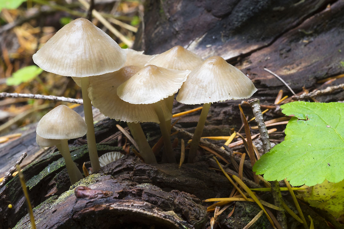 Stump fairy helmet A somewhat dull brown mycena - but differentiated from other mycenas because of it&#039;s growth on actual wood, rather than on the ground. Fall,Geotagged,Mycena alcalina,United States