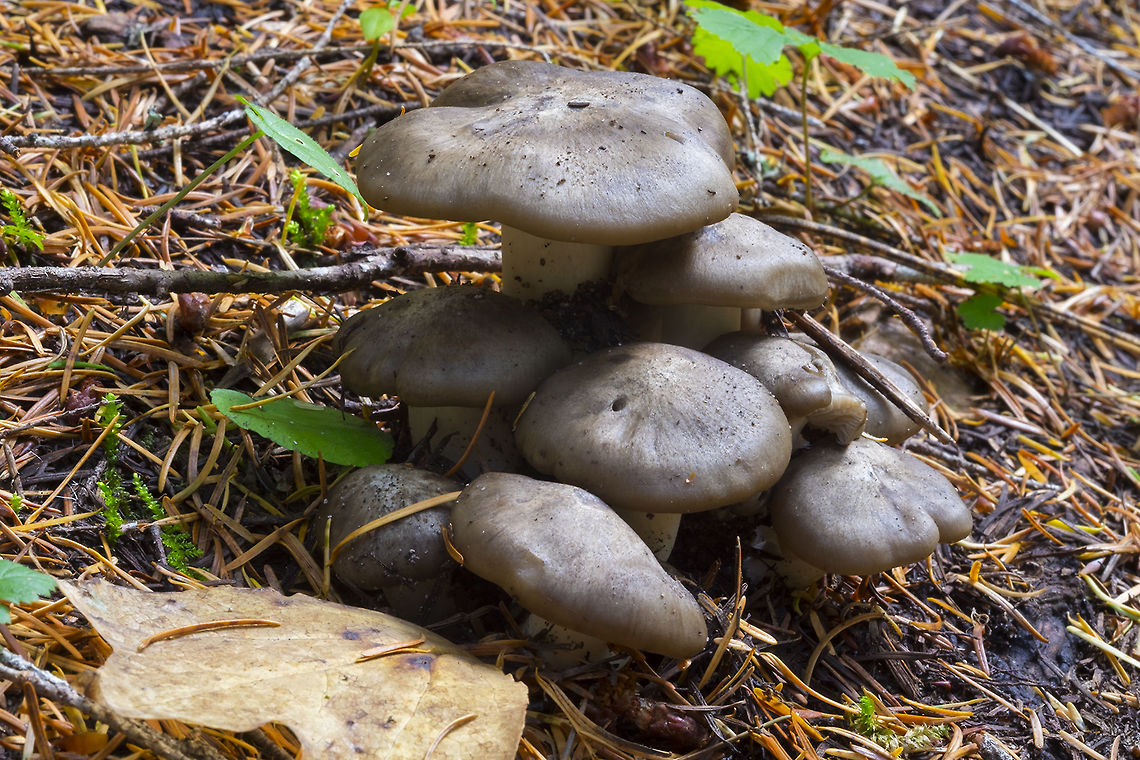 Sooty head cap has some, but not heavy scaling, grayish-brown coloring<br />
Very white crowded gills adnexed or free, white brittle stem  Fall,Geotagged,Tricholoma portentosum,United States,tricholoma portentosum