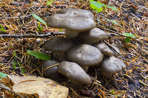 Sooty head cap has some, but not heavy scaling, grayish-brown coloring
Very white crowded gills adnexed or free, white brittle stem  Fall,Geotagged,Tricholoma portentosum,United States,tricholoma portentosum