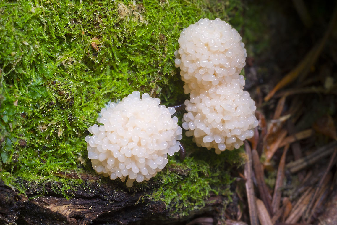 Slimes! young slime mold colonies - likely Ceratiomyxa fruticulosa, which is quite variable in form and color, ranging from pure white to bright yellow. These colonies were about dime sized and a very light peachy color. Ceratiomyxa fruticulosa,Fall,Geotagged,United States