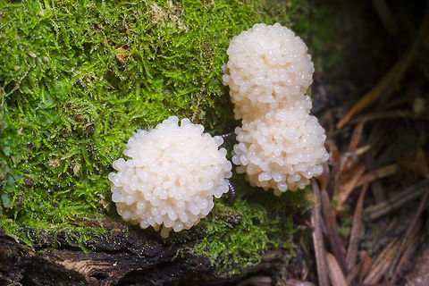 Slimes! young slime mold colonies - likely Ceratiomyxa fruticulosa, which is quite variable in form and color, ranging from pure white to bright yellow. These colonies were about dime sized and a very light peachy color. Ceratiomyxa fruticulosa,Fall,Geotagged,United States