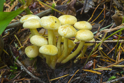 Bright yellow velvety mushrooms Look a lot like sulfur tuft - but growing on the ground, rather than on wood Fall,Geotagged,United States