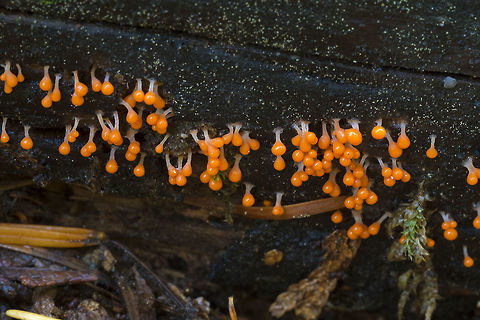 Slimes! Orange plasmodium  Fall,Geotagged,Trichia decipiens,United States
