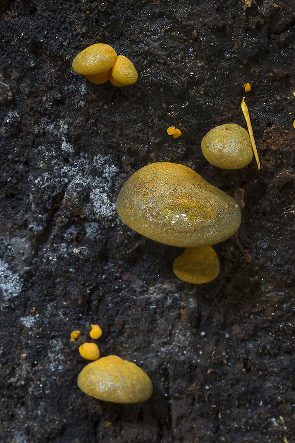 Olive oysterling it's a bit early to see these - usually they appear after a hard frost... They are very pretty - bright and colorful for an oyster mushroom Fall,Geotagged,Late oyster,Panellus serotinus,United States