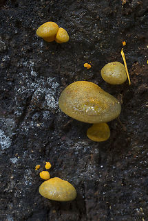 Olive oysterling it's a bit early to see these - usually they appear after a hard frost... They are very pretty - bright and colorful for an oyster mushroom Fall,Geotagged,Late oyster,Panellus serotinus,United States
