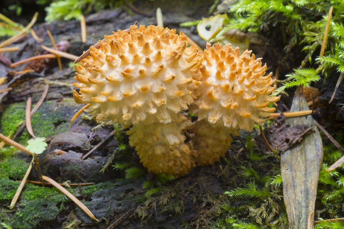 Shaggy scaly cap distinct odor Fall,Geotagged,Pholiota squarrosa,Shaggy scalycap,United States