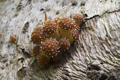 Pholiota another clump of shaggy caps, very close to the others, but on a different, less rotted log - not sure if this is simply a color variation or a whole different species... reddish brown caps rather than a uniform buff color. I have some suspicions that they are different, as they also have a damp/sticky looking cap and stems that are slightly less scaly. Could be Pholiota aurivella group- but this covers a lot of species... There are a *ton* of Pholiotas listed in my mushroom database - but fewer have photos than do not and many of the descriptions are very similar.  Fall,Geotagged,United States