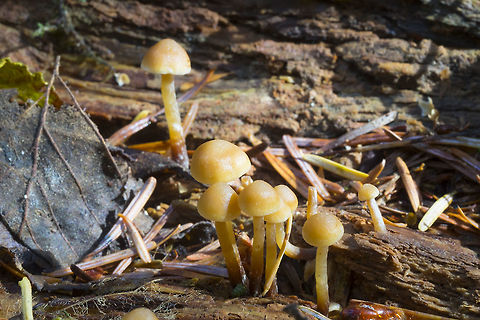 likely Galerina sp.  Fall,Geotagged,United States