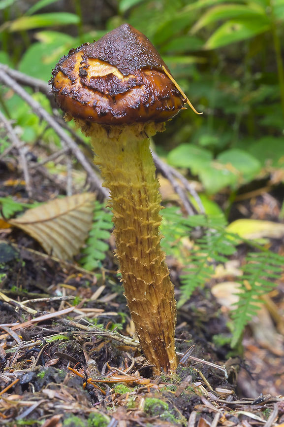 Pholiota from the description I think it may be<br />
Pholiota filamentosa<br />
or<br />
Pholiota hiemalis (less likely- described as having a flaring base)<br />
but I cannot find a single color image of either...  Fall,Geotagged,United States
