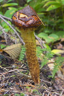 Pholiota from the description I think it may be
Pholiota filamentosa
or
Pholiota hiemalis (less likely- described as having a flaring base)
but I cannot find a single color image of either...  Fall,Geotagged,United States