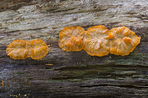 Wrinkled crust  Fall,Geotagged,Phlebia radiata,United States,Wrinkled crust