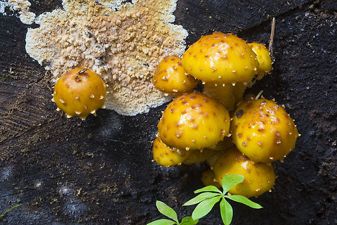 Pholiota limonella  Fall,Geotagged,Pholiota limonella,United States