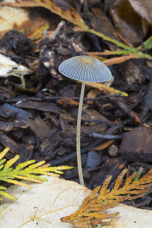 Parasola sp. hmmmm a dozen species, little info...  Fall,Geotagged,United States