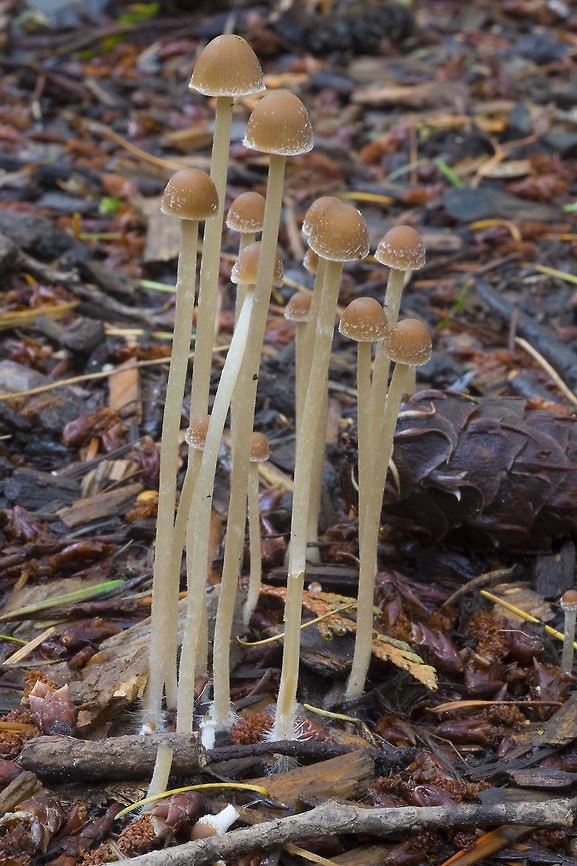 long stemmed LBMs yeah! and LBM that I managed to ID Fall,Geotagged,Psathyrella longipes,United States,psathyrella longipes