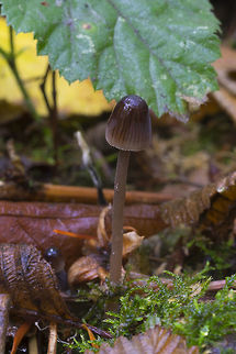 Dark brown mycena  Fall,Geotagged,United States