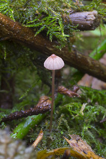 Tiny pink mycena  Fall,Geotagged,Mycena rosella,Pink bonnet,United States