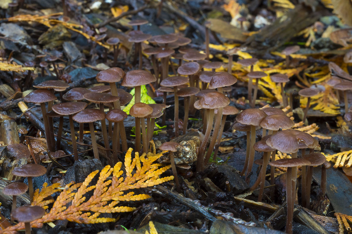 LBM colony this patch was huge - probably 10 feet in all directions Fall,Geotagged,Gymnopus villosipes,United States