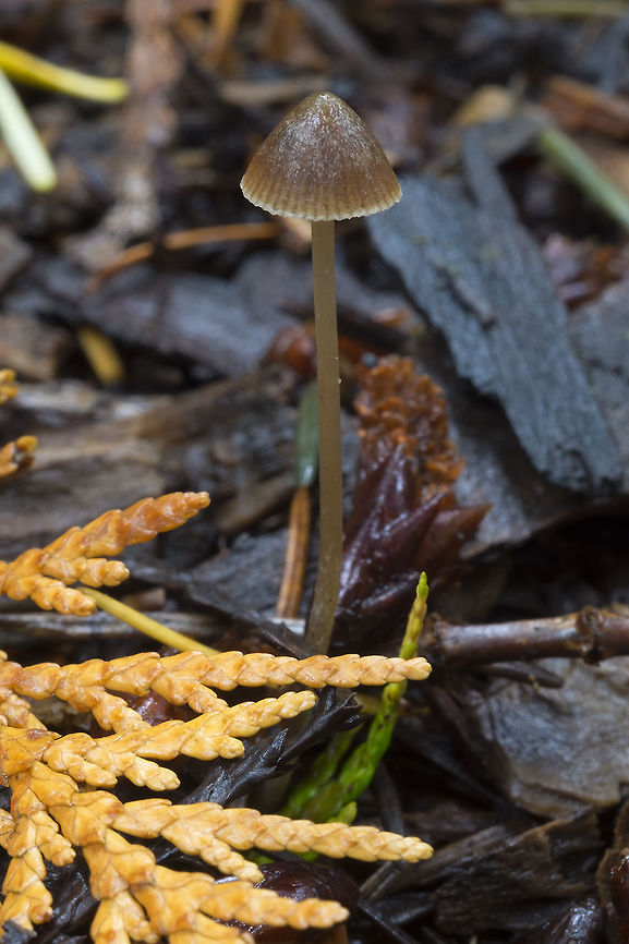 Brown mycena with a scaly cap  Fall,Geotagged,United States