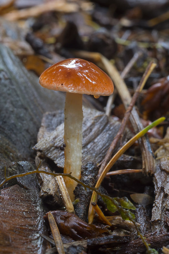 Brick red slimy capped mushroom  Fall,Geotagged,Leratiomyces ceres,United States
