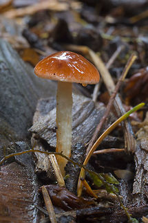 Brick red slimy capped mushroom  Fall,Geotagged,Leratiomyces ceres,United States