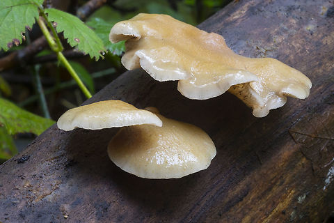 Crepidotus mollis  Crepidotus mollis,Fall,Geotagged,Soft Slipper,United States