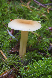 Waxy looking buff colored mushroom  Fall,Geotagged,United States