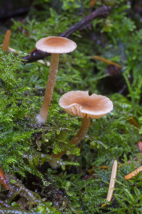 Small zonate mushrooms growing on dead wood  Fall,Geotagged,United States