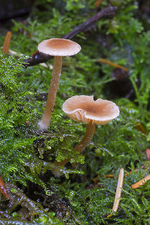 Small zonate mushrooms growing on dead wood  Fall,Geotagged,United States