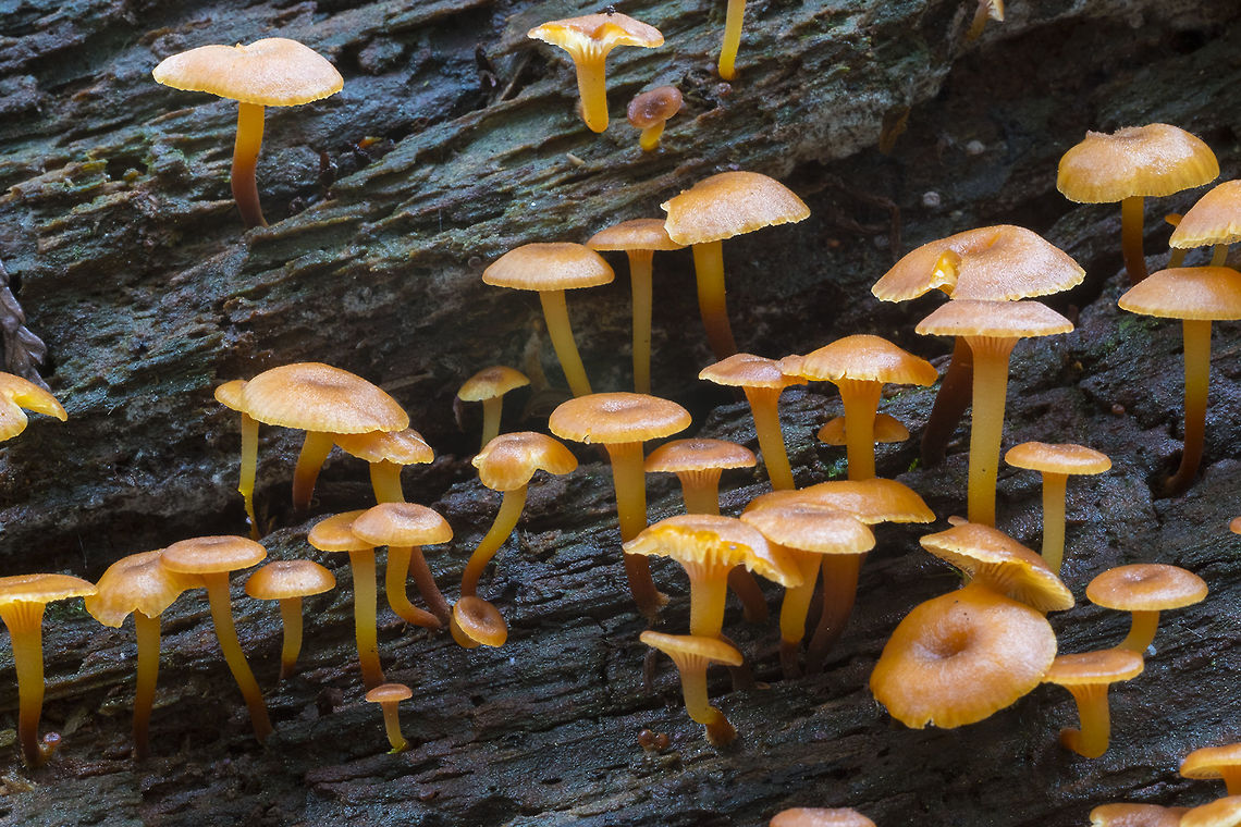 Golden Trumpet  Fall,Geotagged,Golden trumpet,United States,Xeromphalina campanella