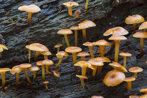 Golden Trumpet  Fall,Geotagged,Golden trumpet,United States,Xeromphalina campanella