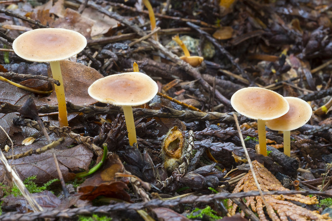 buff, mushrooms with a small umbo and translucent yellow stems  Fall,Geotagged,Gymnopus dryophilus,Rhodocollybia butyracea,United States
