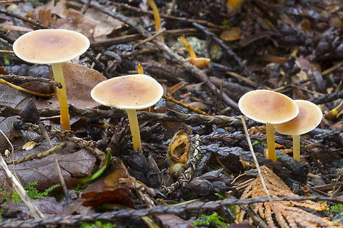 buff, mushrooms with a small umbo and translucent yellow stems  Fall,Geotagged,Gymnopus dryophilus,Rhodocollybia butyracea,United States