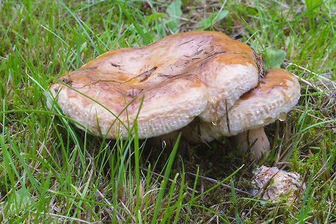 cottony orange mushrooms These are odd ones... wooly/cottony, yet slimy wet on top. Feathery decurrent gills and a stem that widens down. No noticeable odor. Fall,Geotagged,Lactarius pubescens,United States