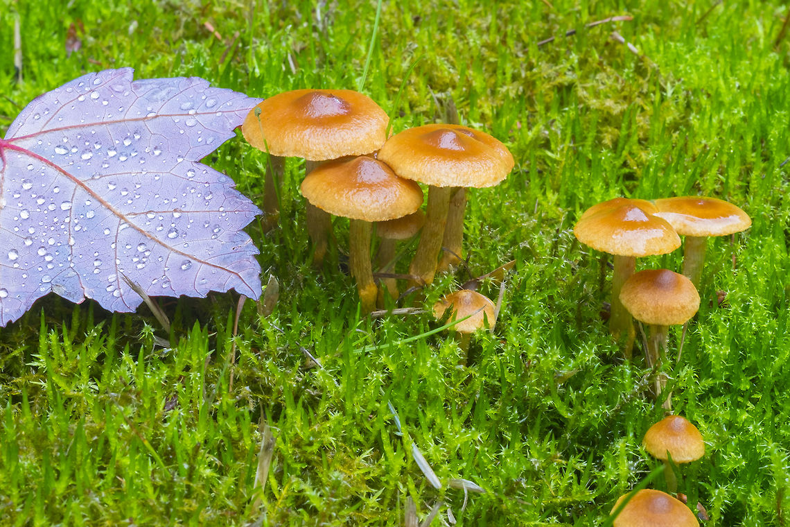 Orange/brown umbonate mushrooms ☠ These also were growing in a huge colony. Though they look a bit ragged, these ones were the fresh specimens. The old ones were dark brown.<br />
This is almost surely a Cortinarius.. and highly likely to be deadly poison (in the Orellani group), but there are so many species...  Fall,Geotagged,United States