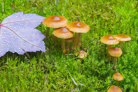Orange/brown umbonate mushrooms ☠ These also were growing in a huge colony. Though they look a bit ragged, these ones were the fresh specimens. The old ones were dark brown.
This is almost surely a Cortinarius.. and highly likely to be deadly poison (in the Orellani group), but there are so many species...  Fall,Geotagged,United States