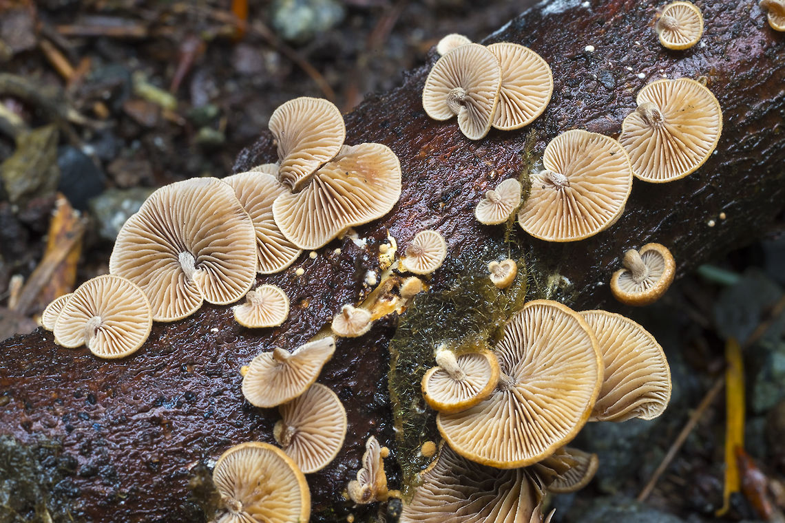 Wood oysterling  Deconica horizontalis,Fall,Geotagged,United States