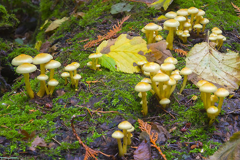 Bright yellow sulfur tuft ☠  Fall,Geotagged,Hypholoma fasciculare,Sulphur tuft,United States