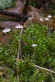 Common mycena so many of these... subtle variations, slightly different colors, or slightly different cap shapes... I'm not sure if they were all the same, or possibly, all different...  Fall,Geotagged,United States