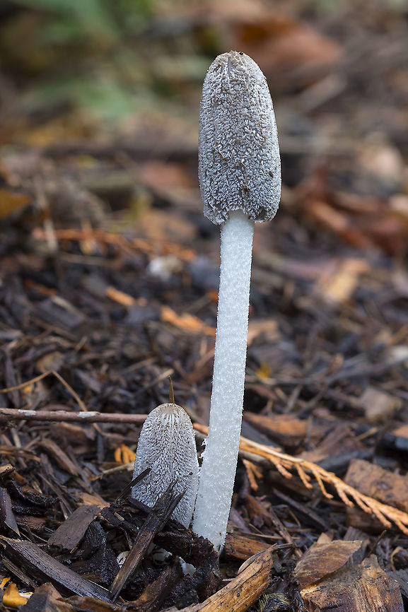 Hare's foot inky cap  Coprinopsis lagopus,Fall,Geotagged,United States