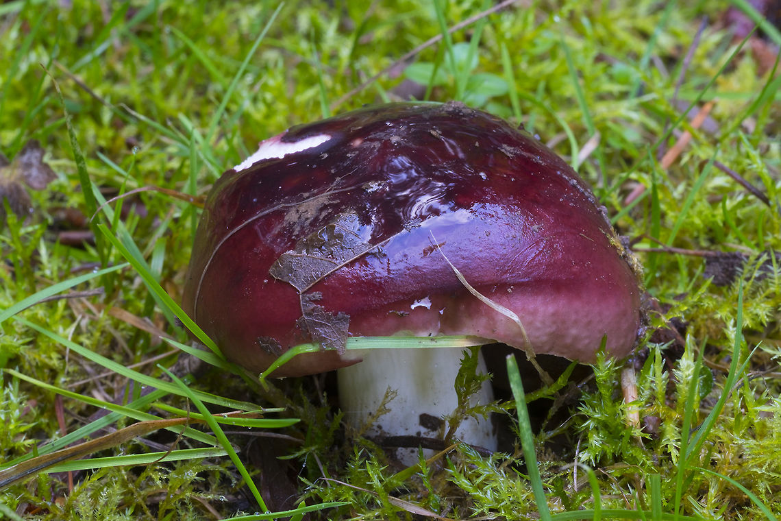 Purple-red russula These were apparently very popular with the critters... this one was in the best shape of all those that I found and it was pretty munched on the other side. The others that were further up were all quite ragged. Too bad.. the color was so intense, I'd have liked to have seen a really perfect one.<br />
White stem/gills - no discernible odor Fall,Geotagged,Russula placita,United States