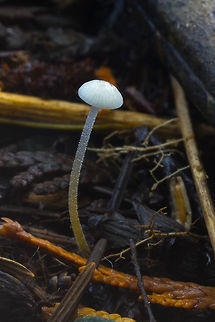 tiny mushroom with a two-toned stem  Fall,Geotagged,Strobilurus trullisatus,United States