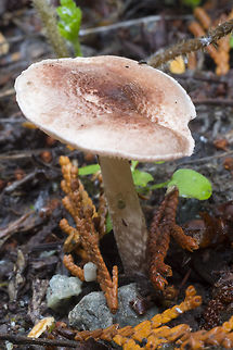 White mushroom with small brown scales  Fall,Geotagged,Lepiota subincarnata,United States