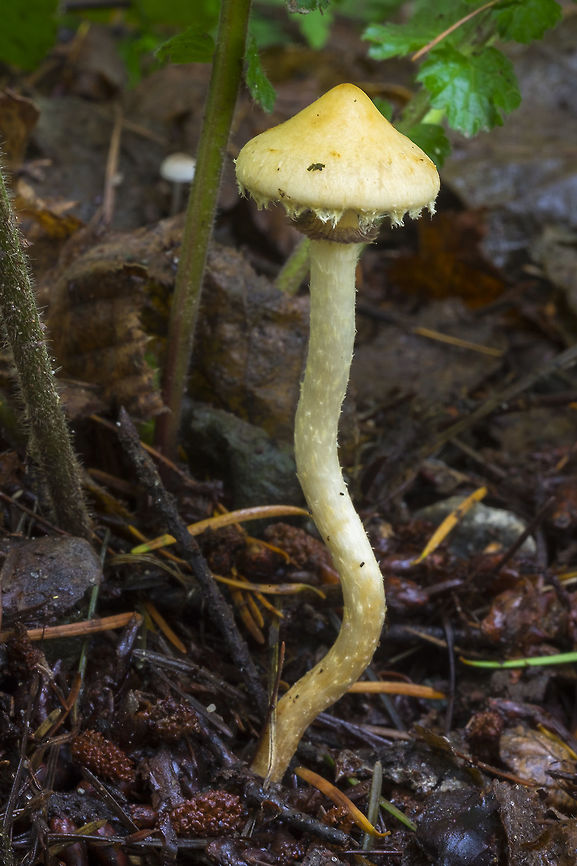 Leratiomyces riparius or is that question _mark_ Stropharia ;) Fall,Geotagged,Leratiomyces riparius,United States