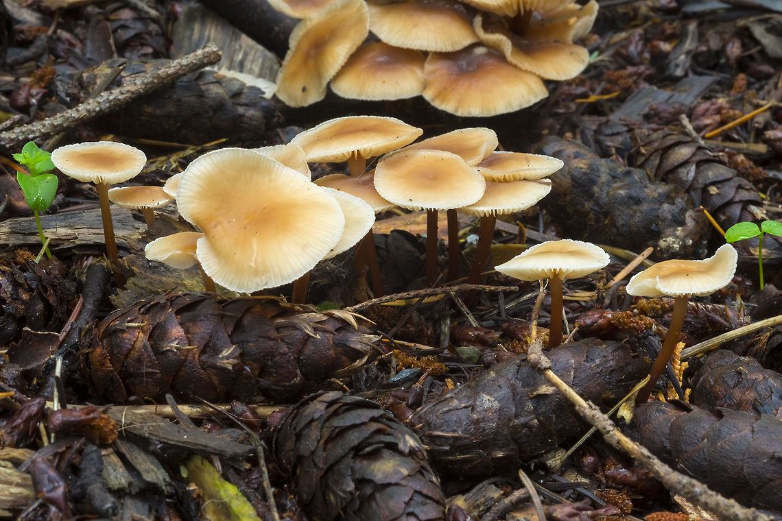 Tan mushroom colony Another large colony - similar to something I photographed yesterday, but not as scattered and slightly different colors. Fall,Geotagged,Gymnopus erythropus,United States,redleg toughshank