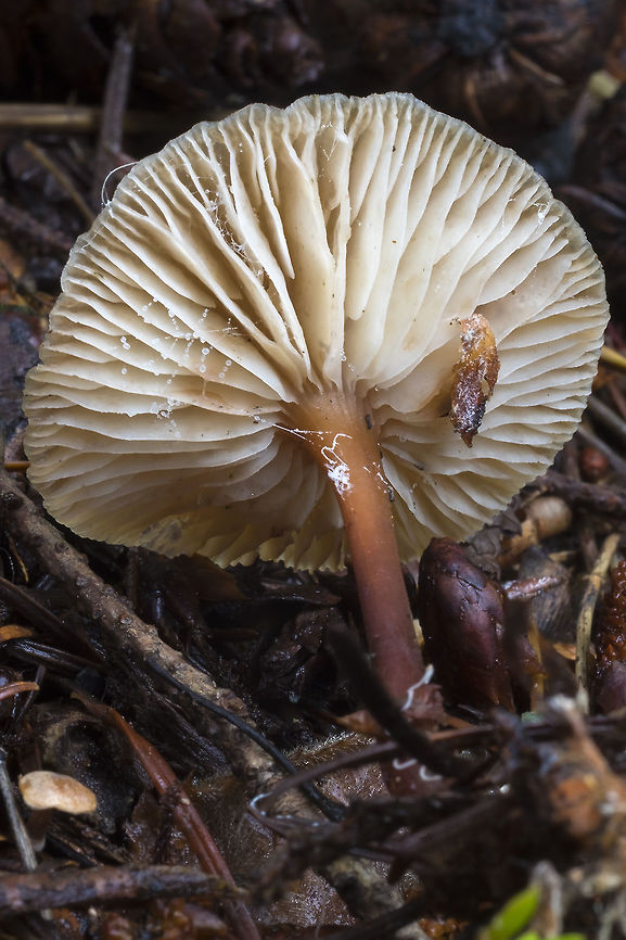 tan colony mushroom underside  Fall,Geotagged,Gymnopus erythropus,United States,redleg toughshank