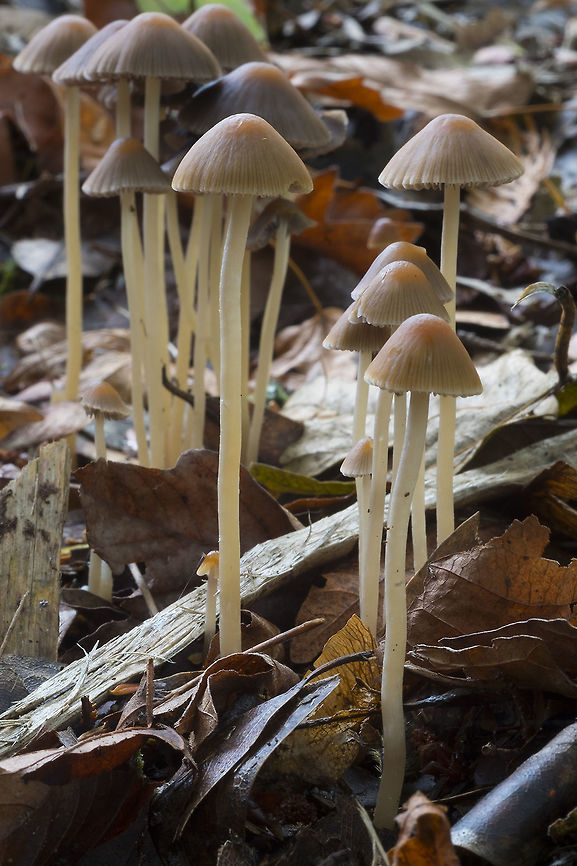 Butterscotch Psathyrella  Fall,Geotagged,Psathyrella conopilus,United States
