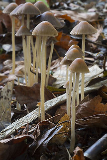 Butterscotch Psathyrella  Fall,Geotagged,Psathyrella conopilus,United States